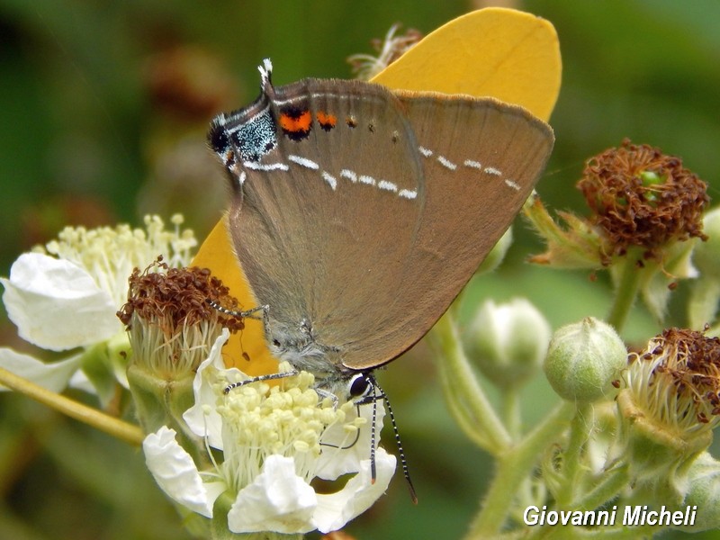 Parco del Ticino 13.6.15